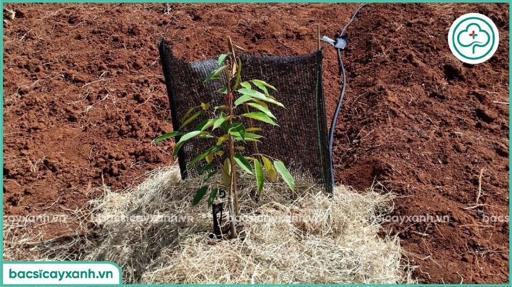 Che chắn cho cây sầu riêng mới trồng